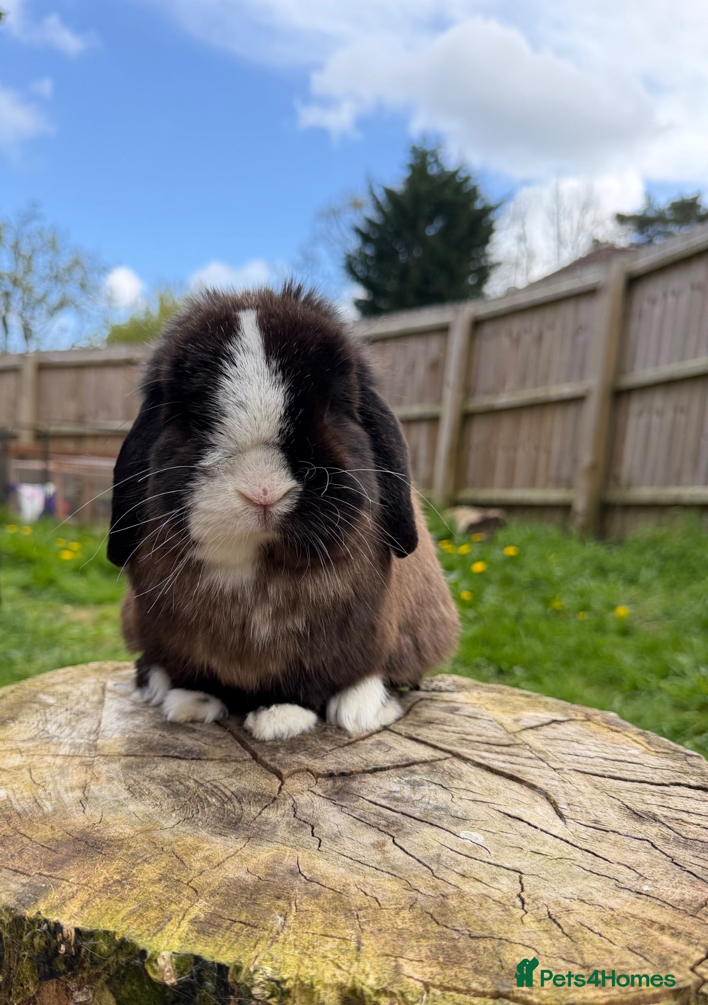 Mini Lop rabbits Mini lops available  - Advert 2