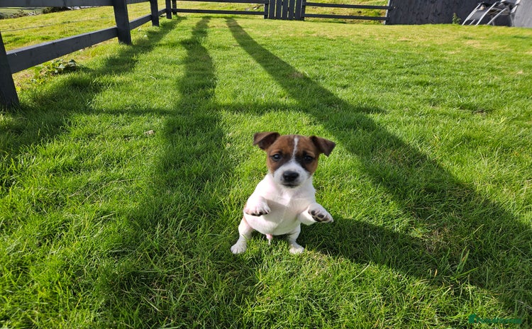 Jack Russell dogs - Advert 3