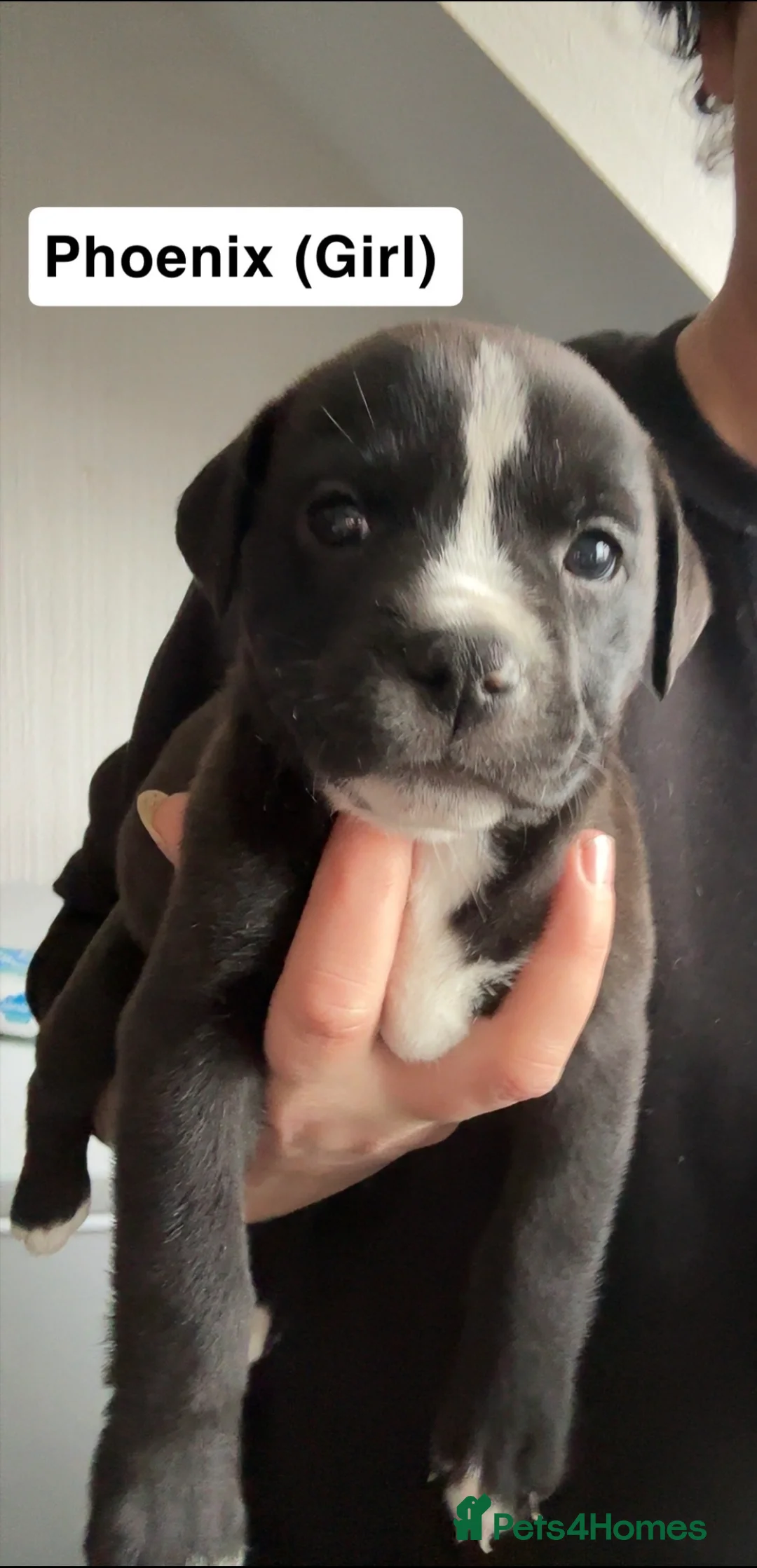 Mixed Breed dogs for sale: Can Corso Mix - Advert 3