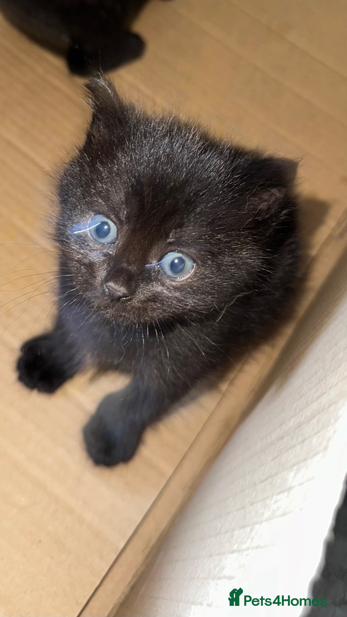 Mixed Breed cats 4 x Black Kittens  - Advert 2