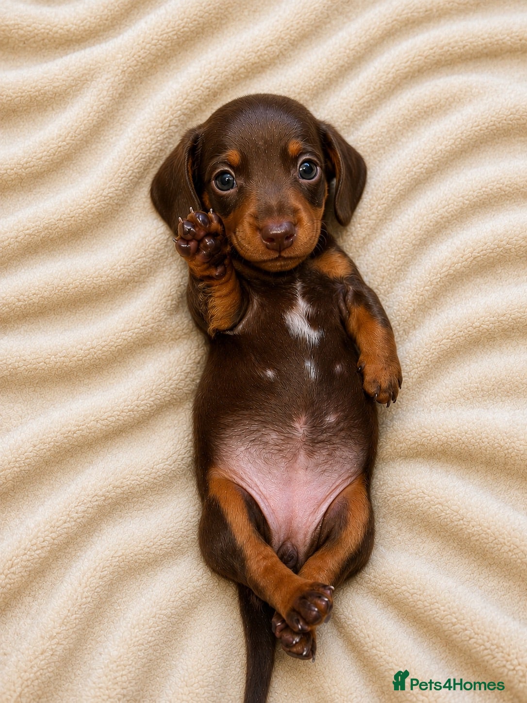 Miniature Dachshund dogs 👑⭐️Quality KC Miniature Dachshunds⭐️👑 - Advert 2