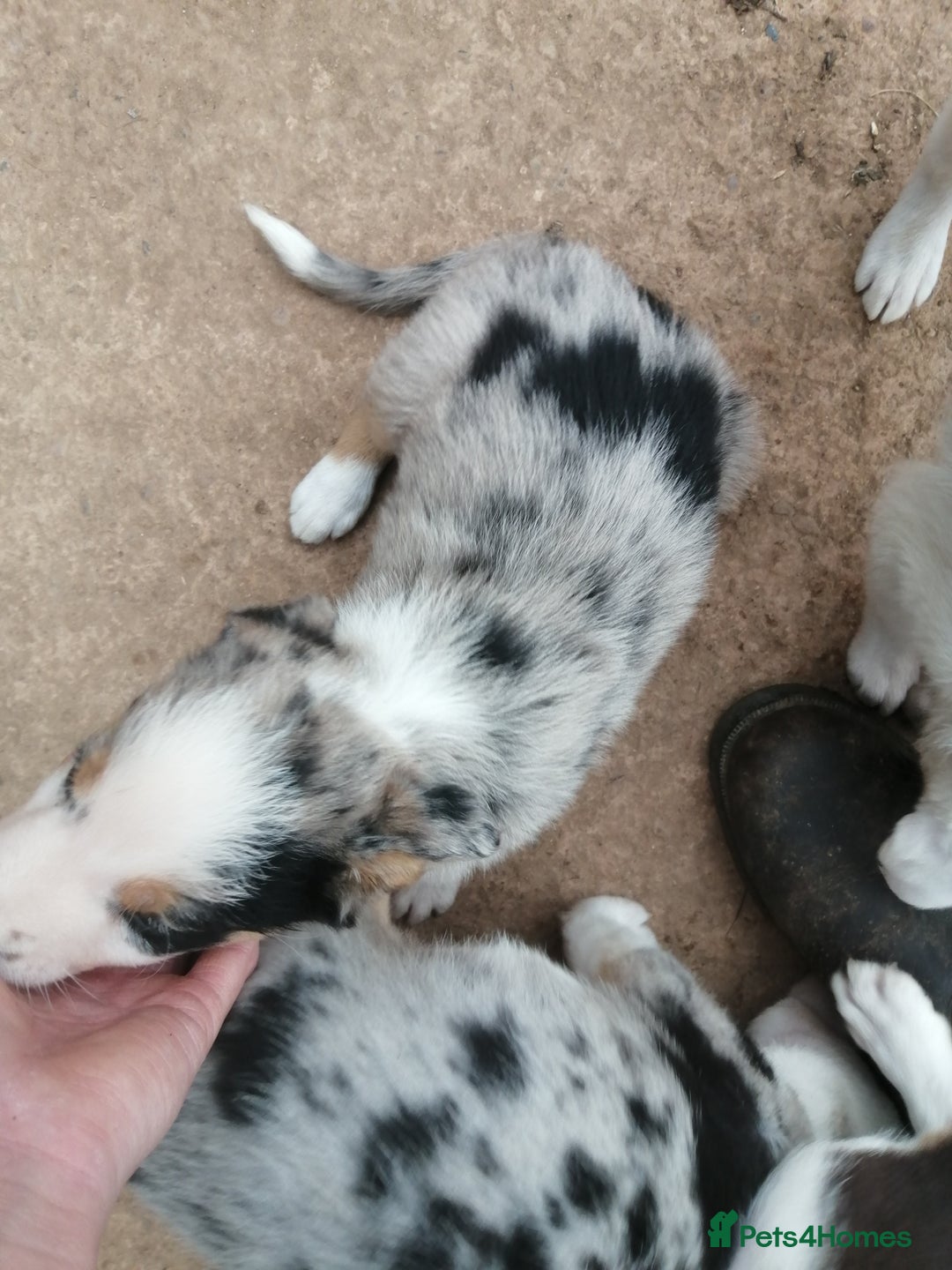 Bearded Collie dogs for sale: Beautiful blue merle collie pups! Workers or pets - Image 8