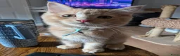 Mixed Breed cats for sale: Gorgeous Ragcoons Kittens Ready Now  - Advert 6