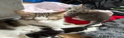 Mixed Breed cats for sale: Beautiful kittens  - Advert 4