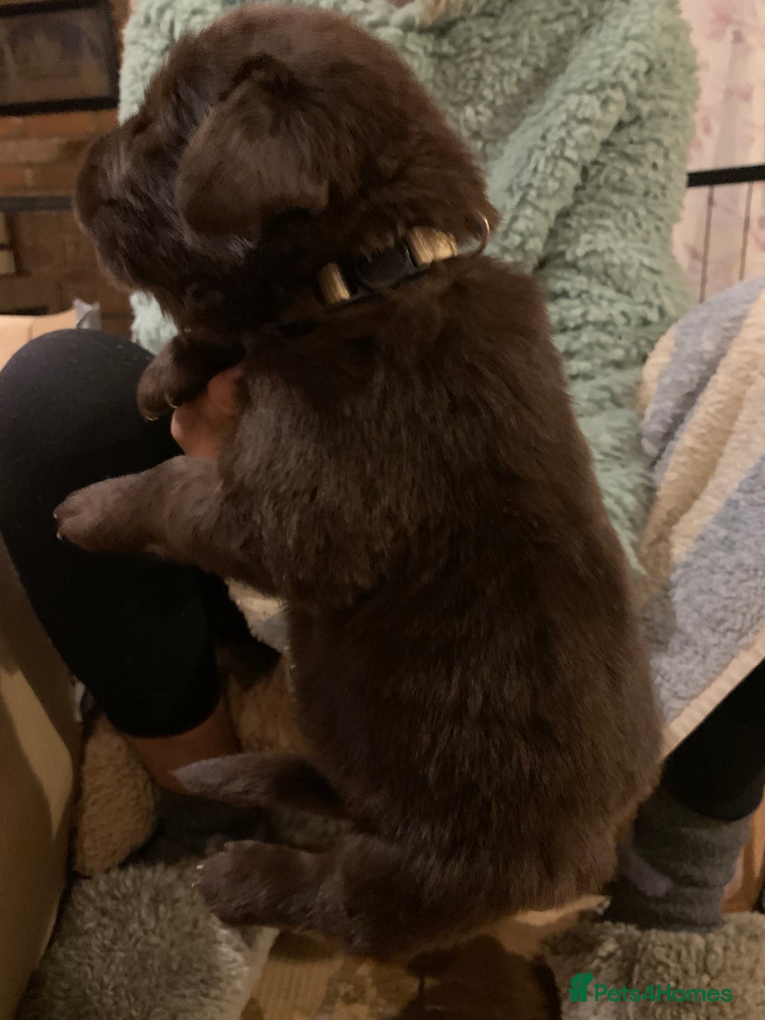 Newfoundland dogs for sale: ✨ Stunning Chocolate Newfoundland Puppies ✨ - Image 27