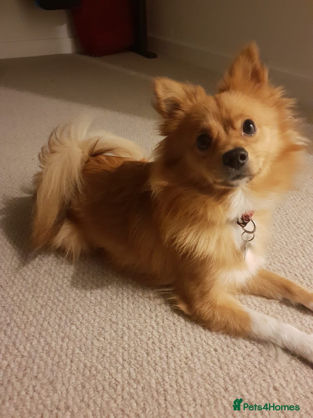 Pomeranian dogs for sale: Sweet, Playful “Stacy”  looks for her next home - Image 6