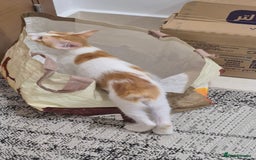 Mixed Breed cats for adoption: BOB &HARLEY BONDED BROTHERS NEUTERED FULL OF FUN  - Image 6