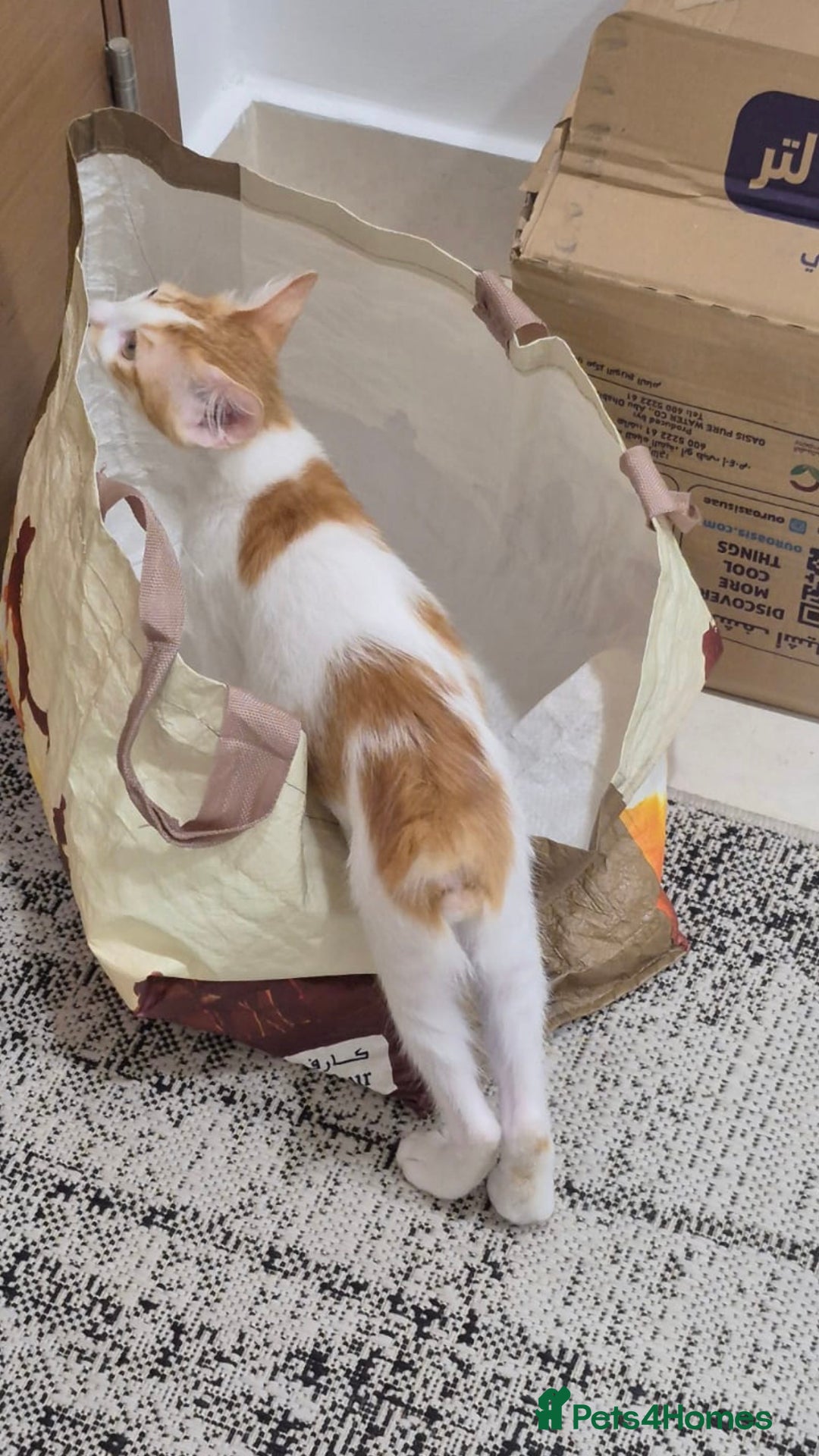 Mixed Breed cats for adoption: BOB &HARLEY BONDED BROTHERS NEUTERED FULL OF FUN  - Image 6