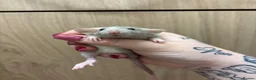 Rat rodents for sale: Gorgeous pedigree dwarf rat pups - Advert 9