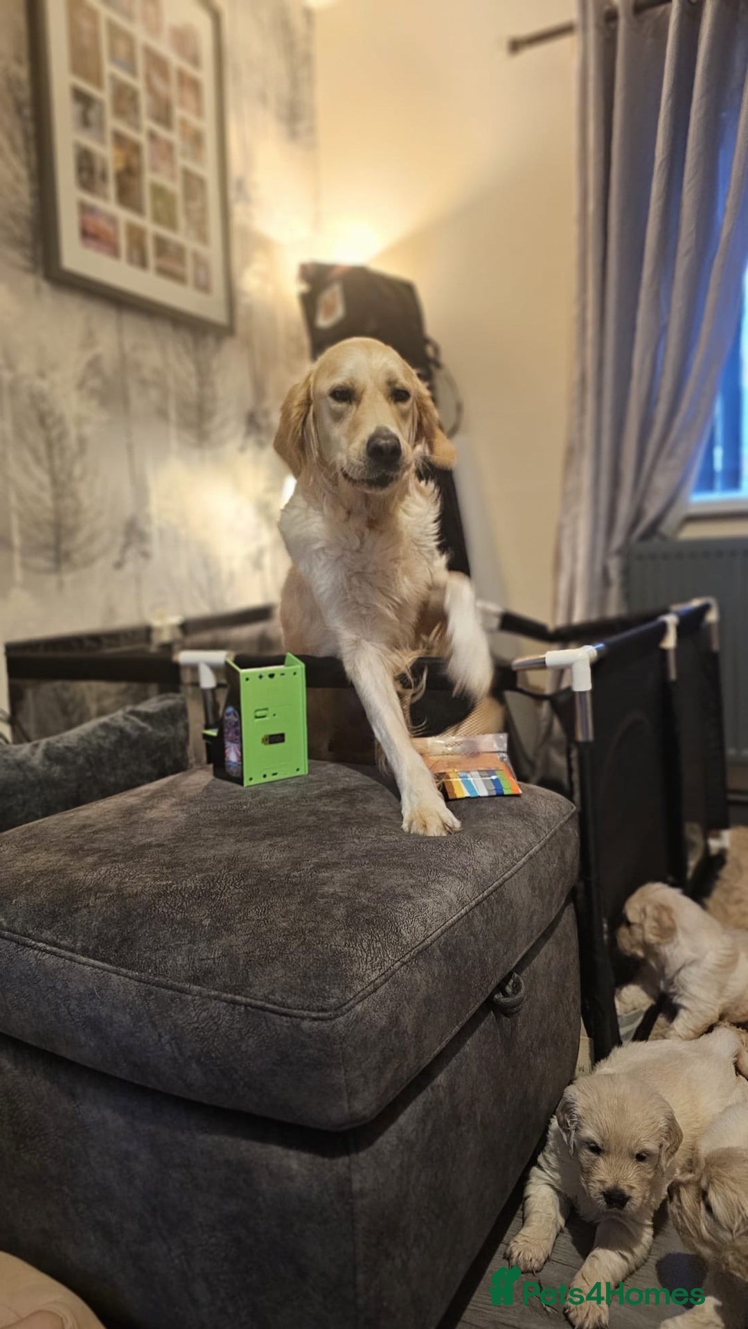 Golden Retriever dogs for sale: Golden retriever puppies - Image 14