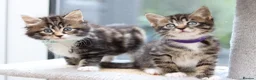 Mixed Breed cats for sale: Tabby Kittens Ready Soon - Advert 22