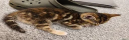 Mixed Breed cats for sale: 3 beautiful playful kittens  - Advert 2