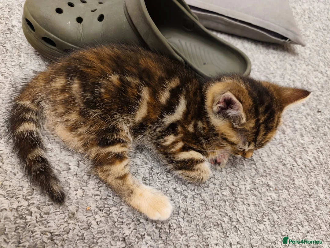 Mixed Breed cats for sale: 3 beautiful playful kittens  - Advert 2