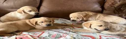 Labrador Retriever dogs for sale: Labrador X Golden retriever  - Advert 9