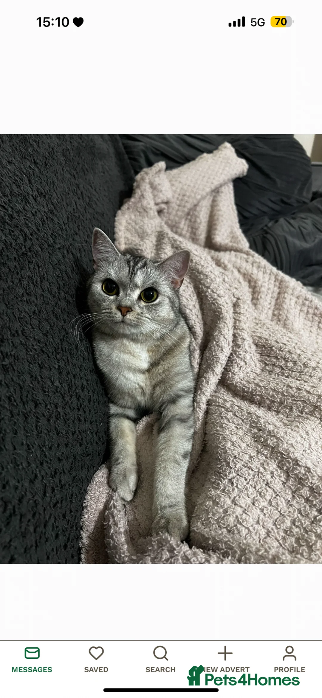 Mixed Breed cats for sale: Rosie - Advert 8