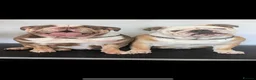 English Bulldog dogs for sale: English bulldog  - Advert 1