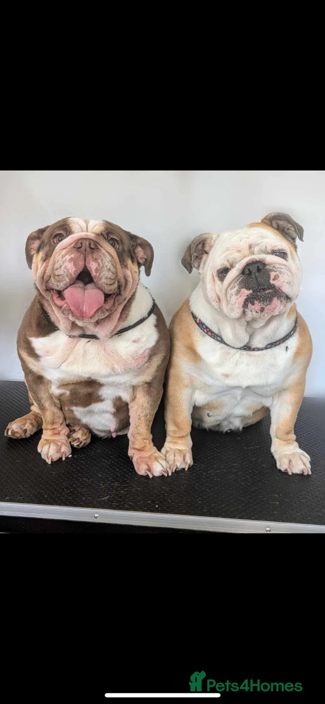 English Bulldog dogs for sale: English bulldog  - Advert 1
