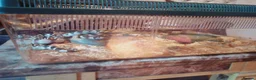 King Snake reptiles for sale: KING CALI SNAKE  - Advert 3
