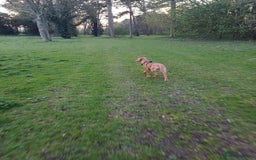 Labrador Retriever dogs for sale: Fox Red Labrador Boy 9 months old. - Image 5