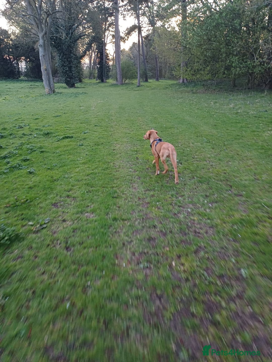 Labrador Retriever dogs for sale: Fox Red Labrador Boy 9 months old. - Image 5
