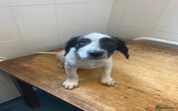 Mixed Breed dogs for sale: Border collie cross puppies  - Image 8
