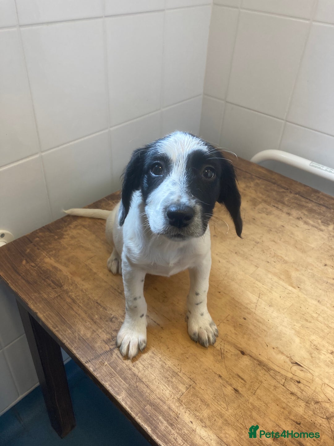 Mixed Breed dogs for sale: Border collie cross puppies  - Image 8