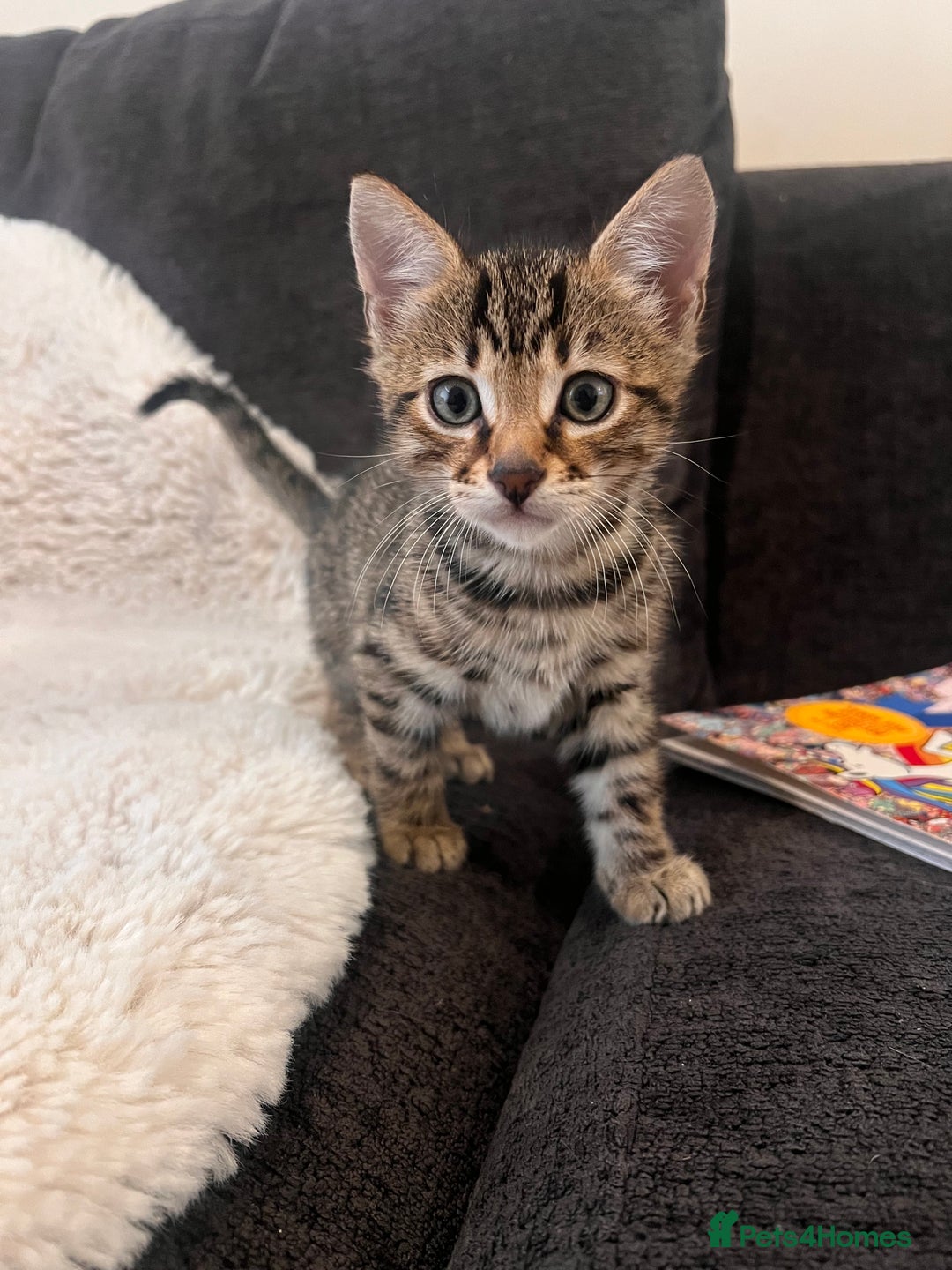Bengal cats for sale: Female bengal kittens for sale  - Image 5