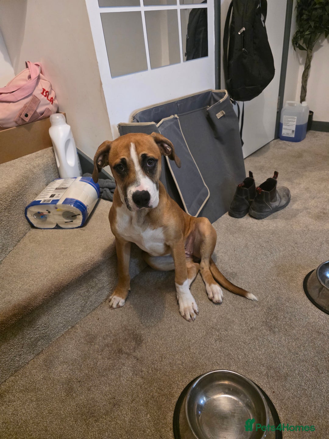 Mixed Breed dogs for sale: Mila  - Advert 3