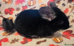 Chinchilla rodents for sale: Captain Jack Sparrow  - Image 4