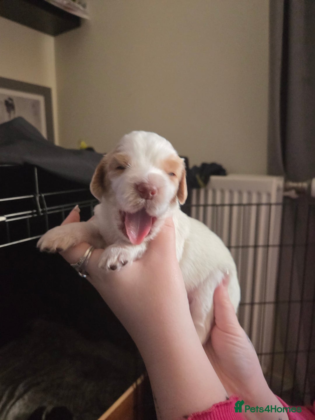 Cocker Spaniel dogs for sale: 7 little beauties show cockers - Advert 4