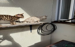 Bengal cats for sale: 5 Bengal kittens , 2 boys and 3 girls  - Image 20