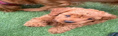 Cockapoo Puppy 2