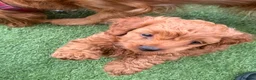 Cockapoo dogs for sale: Miniature cockapoo’s  - Advert 20