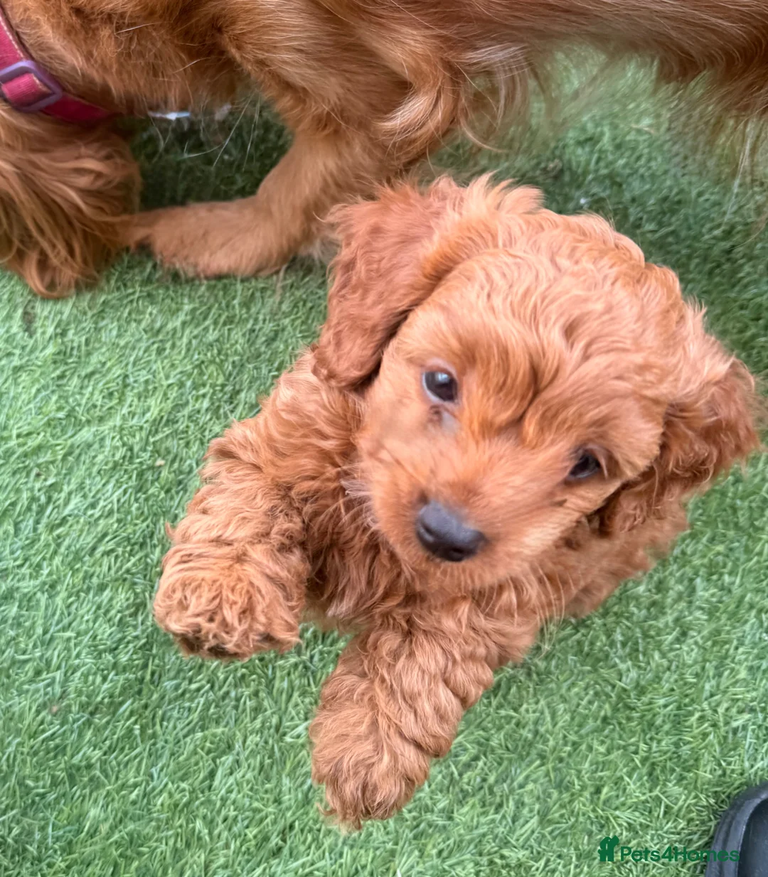 Cockapoo dogs for sale: Miniature cockapoo’s  - Advert 20