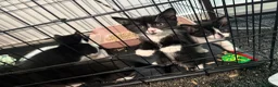 Mixed Breed cats for sale: Kittens need a new home in Wolverhampton - Advert 11