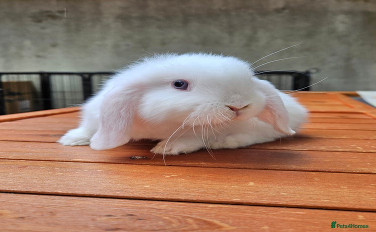 Mini Lop rabbits - Advert 4