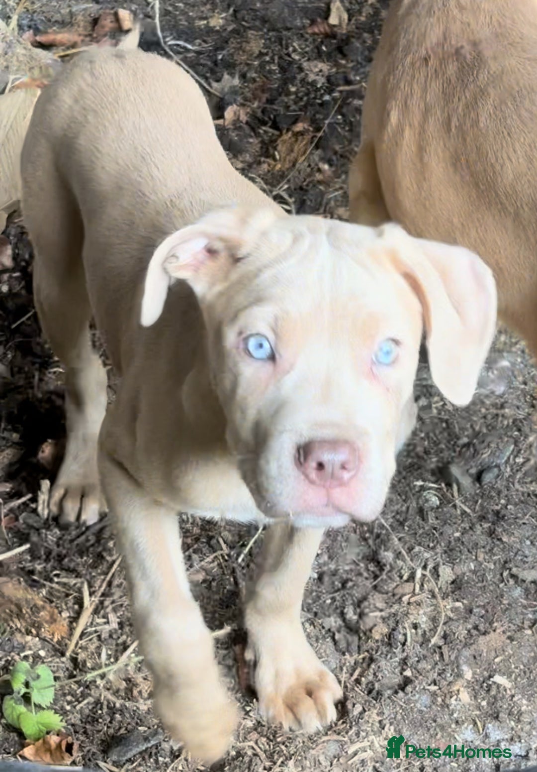 Mixed Breed dogs for sale: Cane Corso/Presa Canario Molloser dogs  - Image 16