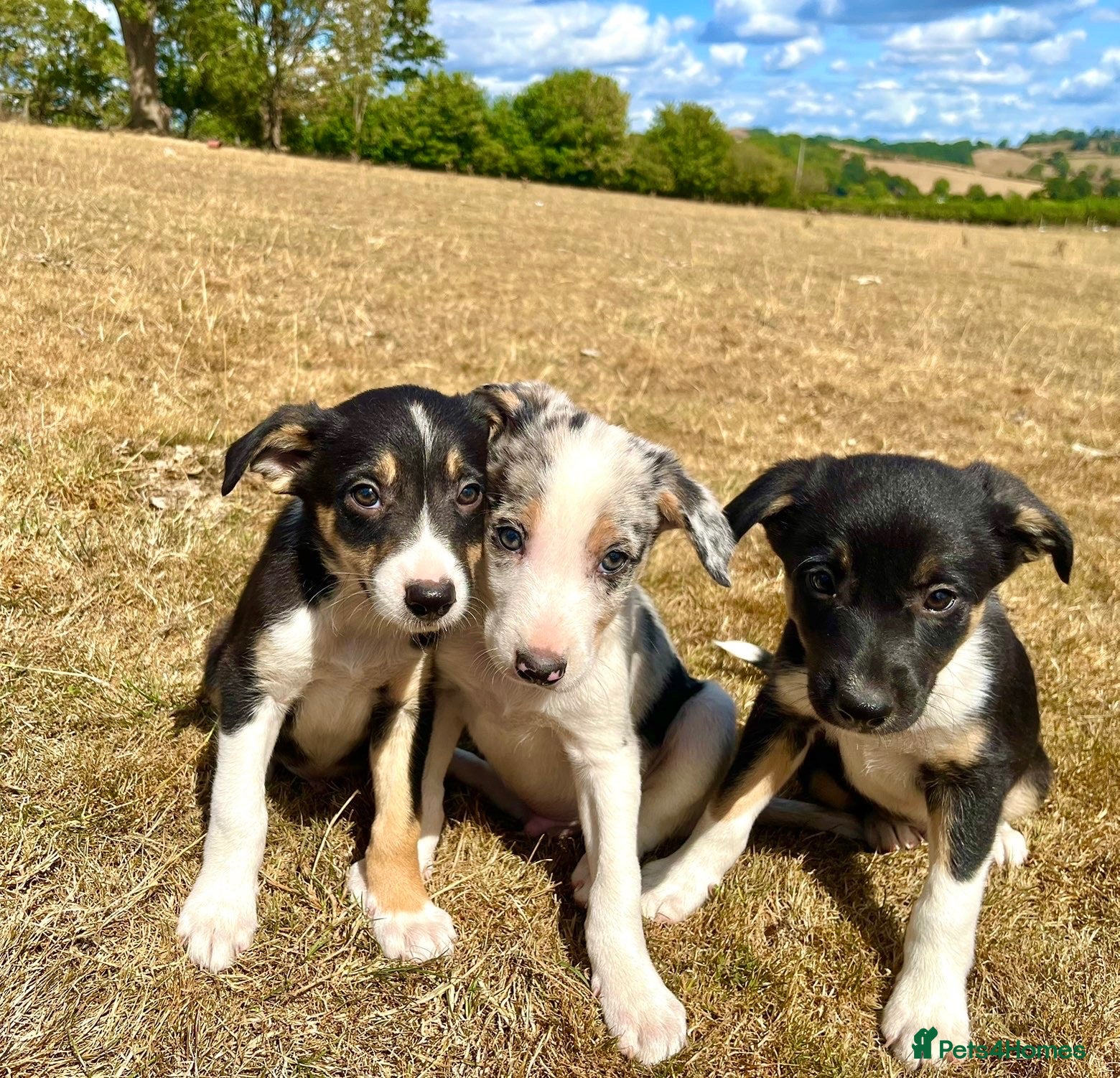 Border Collie dogs Stunning collie puppies for sale - Advert 1