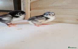 Chickens poultry for sale: Various Chicks *Hatching Continuously* - Image 6