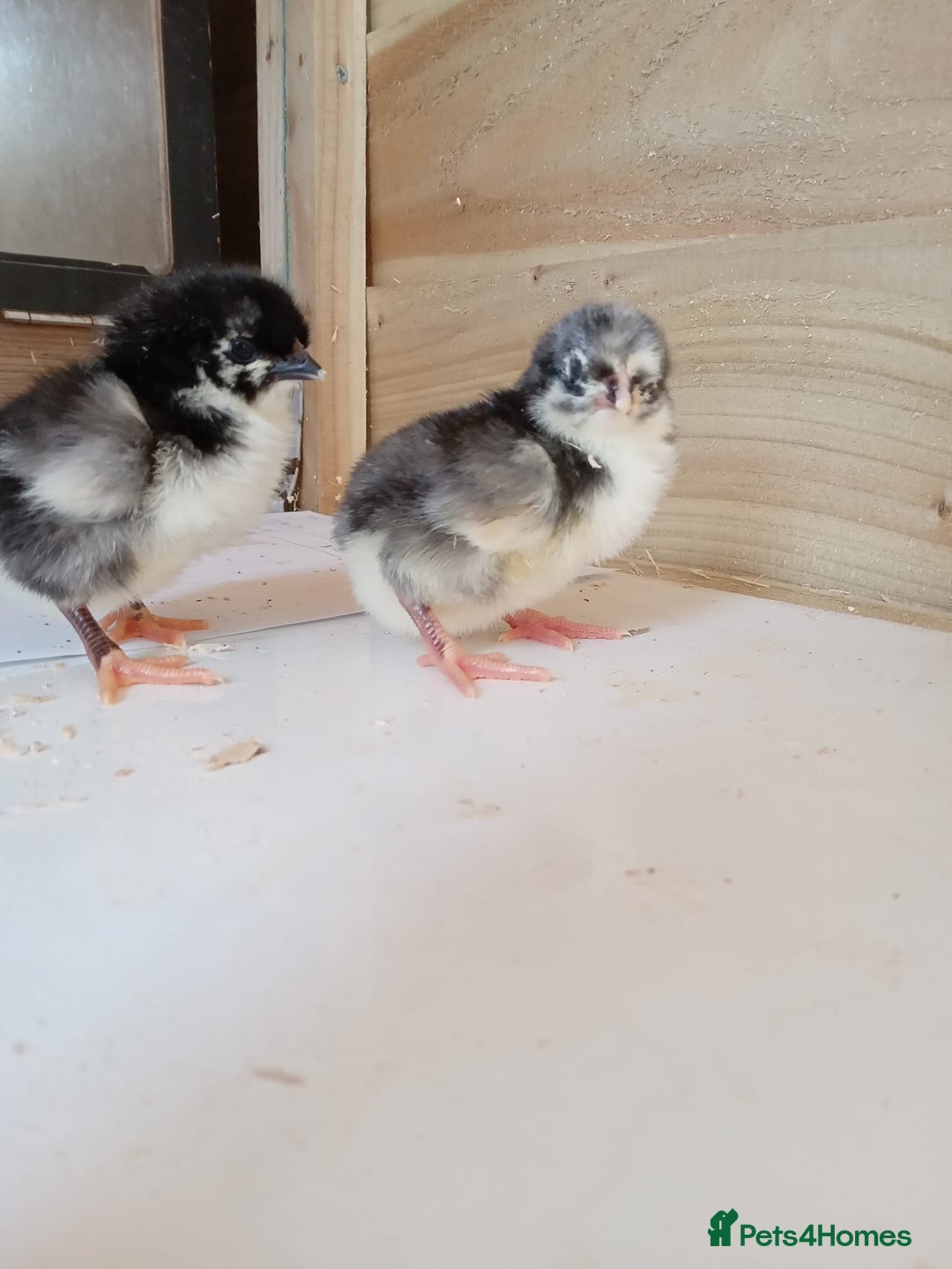 Chickens poultry for sale: Various Chicks *Hatching Continuously* - Image 6