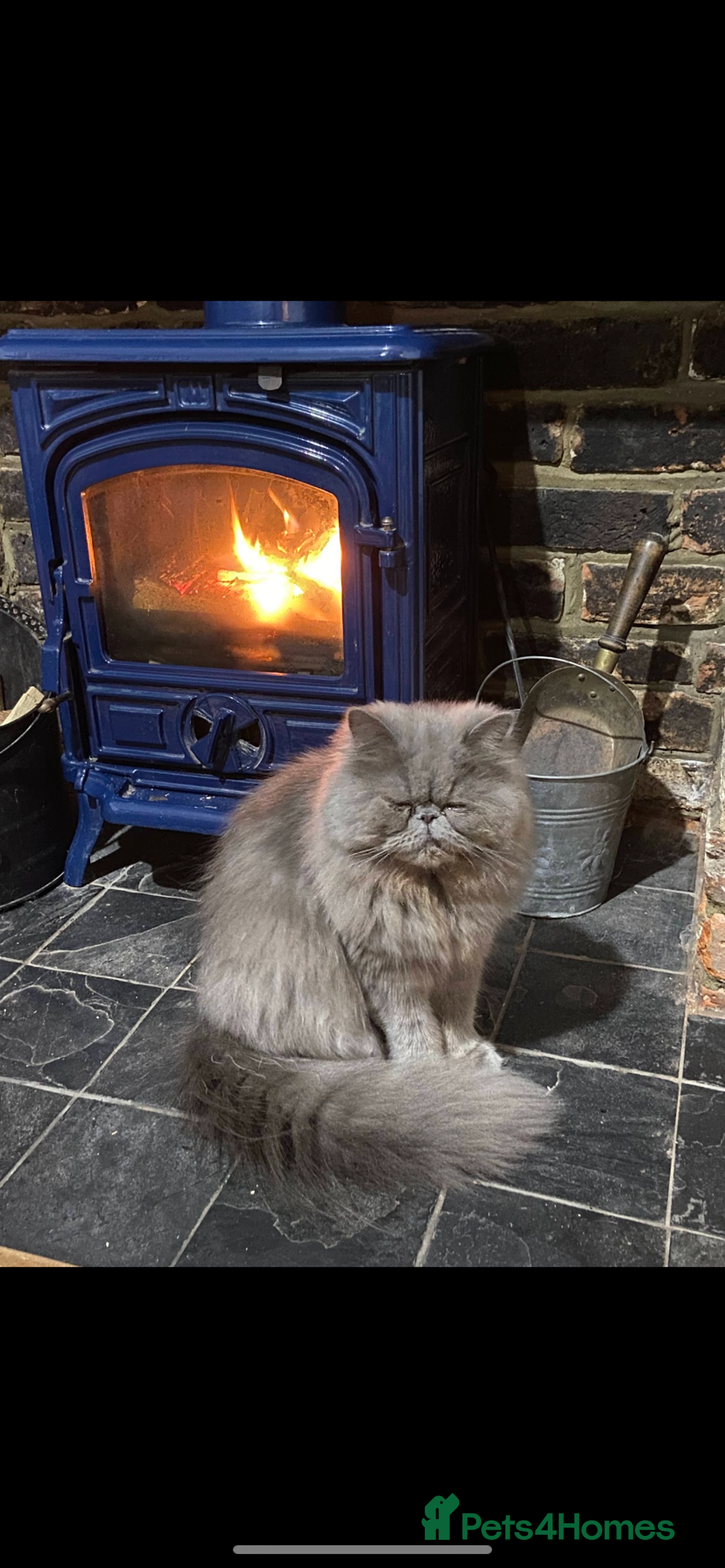 Persian cats for sale: Our beautiful pedigree Persian girl Winnie - Advert 8