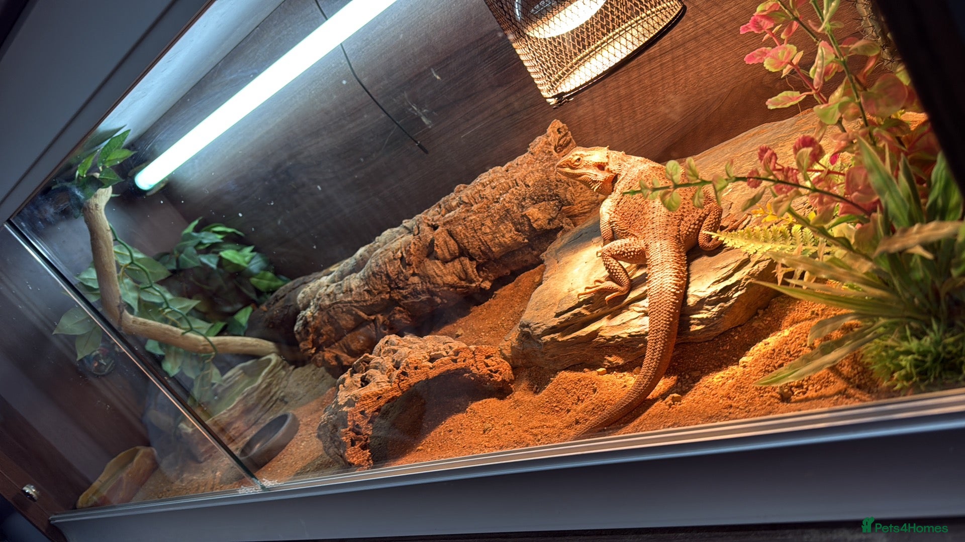Bearded Dragon reptiles Bearded dragon and full viv set up - Advert 1