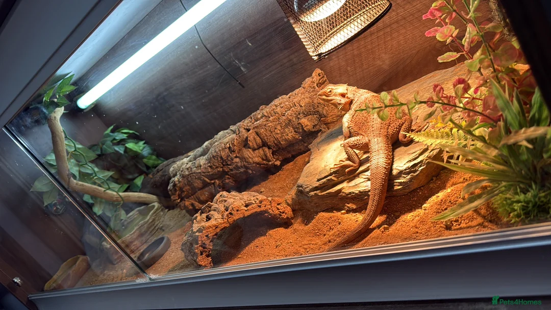 Bearded Dragon reptiles for sale: Bearded dragon and full viv set up in Worcester - Advert 1