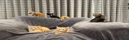 Mixed Breed cats for sale: READY NOW Boys and Girls available  - Advert 5