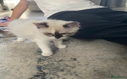 Ragdoll cats for sale: Ragdoll, beautiful little girl  - Image 4