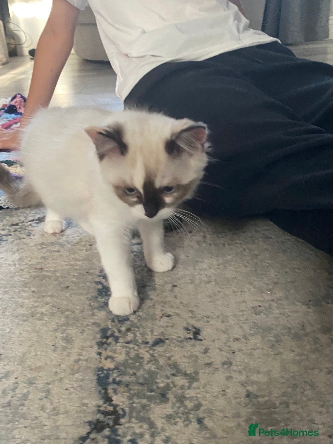 Ragdoll cats for sale: Ragdoll, beautiful little girl  - Image 4