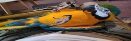 Macaws birds for sale: Blue and gold macaw for sale in Otley - Advert 6