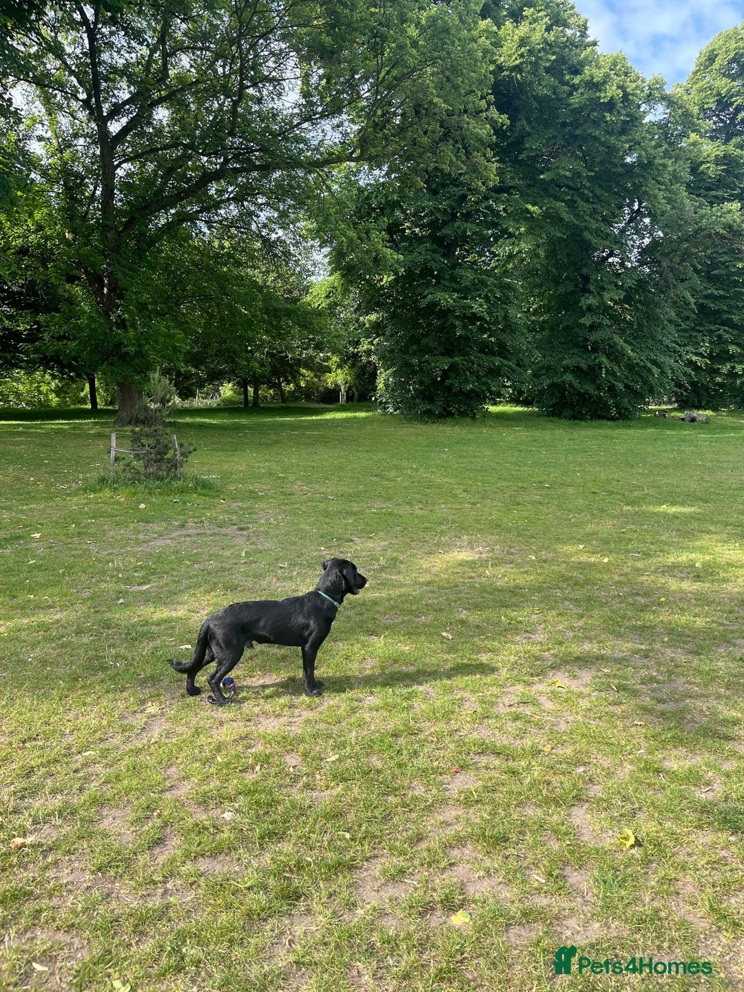 Mixed Breed dogs for sale: 8 Month Old Cocker Spanial x German Shepard Bruno - Image 3