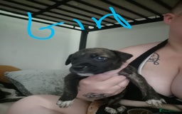 Mixed Breed dogs for sale:  dad pocket bull staffy cross  mom staffy collie - Image 6
