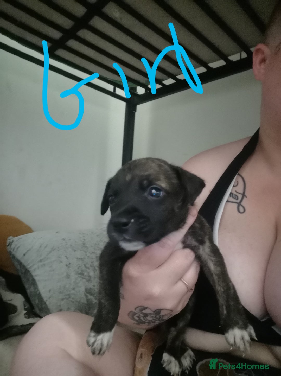 Mixed Breed dogs for sale:  dad pocket bull staffy cross  mom staffy collie - Image 6